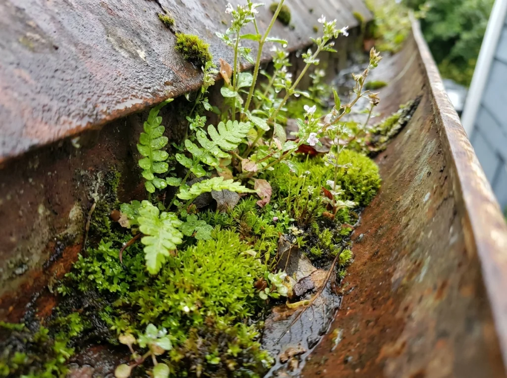 Plant growth inside a neglected gutter channel